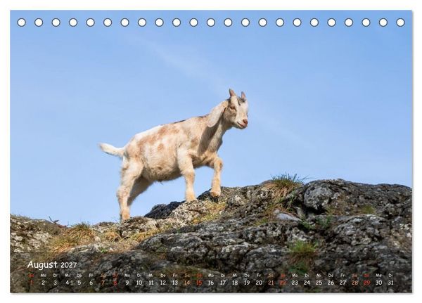 Produktbild: Albziegen (Tischkalender 2027 DIN A5 quer), CALVENDO Monatskalender