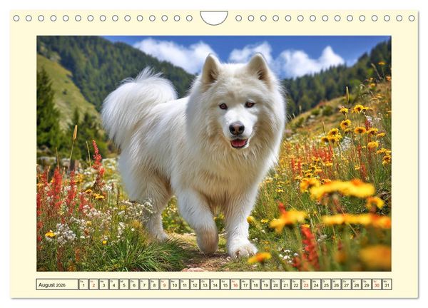Produktbild: Flauschige Samojeden. Zauberhafte Wolken auf vier Pfoten (Wandkalender 2026 DIN A4 quer), CALVENDO Monatskalender