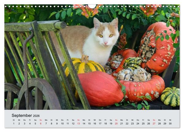 Produktbild: Katzen im Garten (Wandkalender 2026 DIN A3 quer), CALVENDO Monatskalender