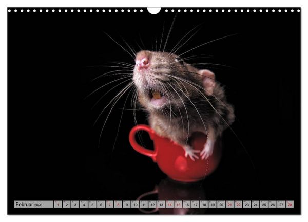 Produktbild: Rattenscharf und zuckers&uuml;&szlig; (Wandkalender 2026 DIN A3 quer), CALVENDO Monatskalender