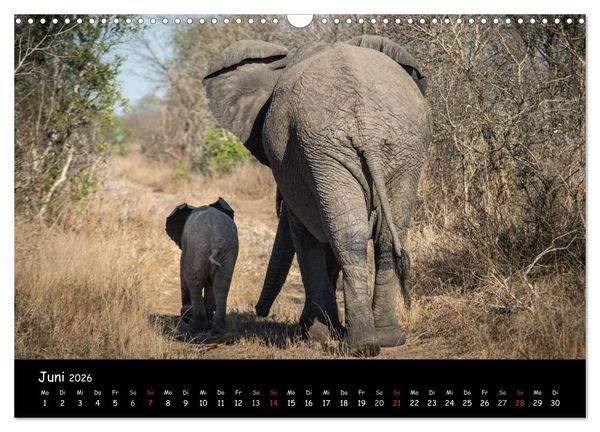 Produktbild: Tier-Momente in Afrika (Wandkalender 2026 DIN A3 quer), CALVENDO Monatskalender