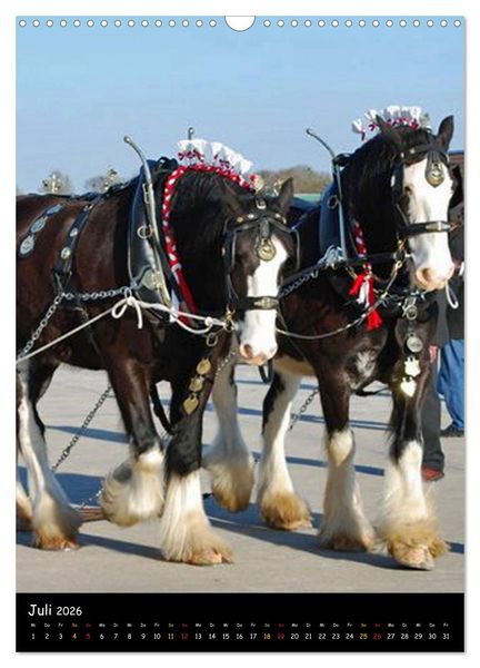 Produktbild: Shire Horse - Geschm&uuml;ckte Riesen (Wandkalender 2026 DIN A3 hoch), CALVENDO Monatskalender