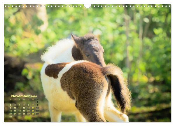 Produktbild: Wunderbare Fohlen (Wandkalender 2026 DIN A3 quer), CALVENDO Monatskalender
