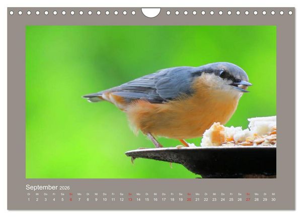 Produktbild: Vogelportr&auml;ts - Heimische V&ouml;gel auf meinem Balkon (Wandkalender 2026 DIN A4 quer), CALVENDO Monatskalender