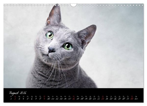 Produktbild: Katzen 2026 (Wandkalender 2026 DIN A3 quer), CALVENDO Monatskalender