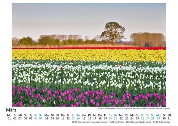 Produktbild: Tulpen