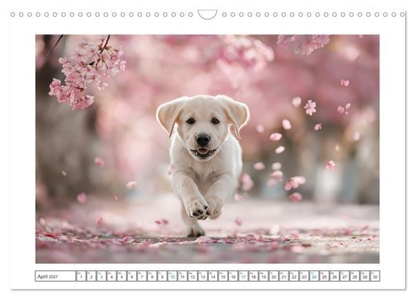 Produktbild: Labrador Liebe (Wandkalender 2027 DIN A3 quer), CALVENDO Monatskalender