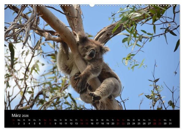 Produktbild: Australian Wildlife (hochwertiger Premium Wandkalender 2026 DIN A2 quer), Kunstdruck in Hochglanz