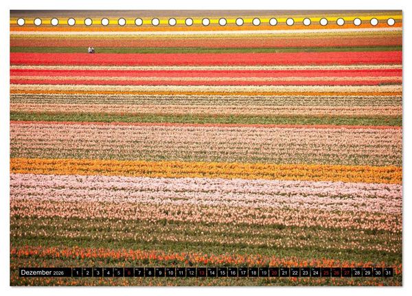 Produktbild: Tulpen (Tischkalender 2026 DIN A5 quer), CALVENDO Monatskalender