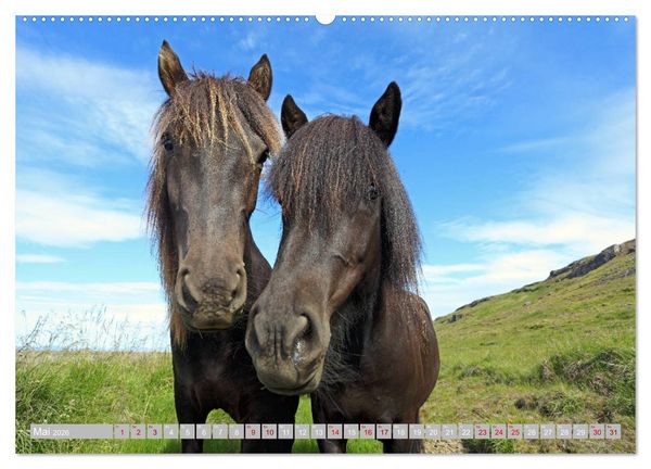 Produktbild: Islandpferde - Die tierischen Stars der Insel (hochwertiger Premium Wandkalender 2026 DIN A2 quer), Kunstdruck in Hochglanz