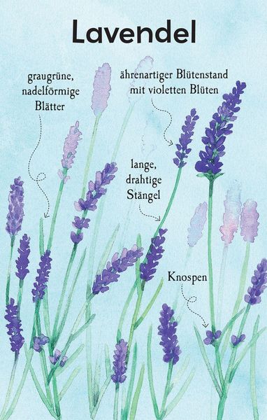 Produktbild: Natur-Entdecker-Karten: Unsere heimischen Blumen
