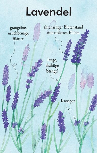 Produktbild: Natur-Entdecker-Karten: Unsere heimischen Blumen
