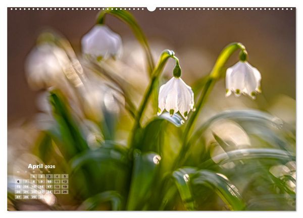 Produktbild: Fr&uuml;hlingstr&auml;ume in Wei&szlig; (Wandkalender 2026 DIN A2 quer), CALVENDO Monatskalender