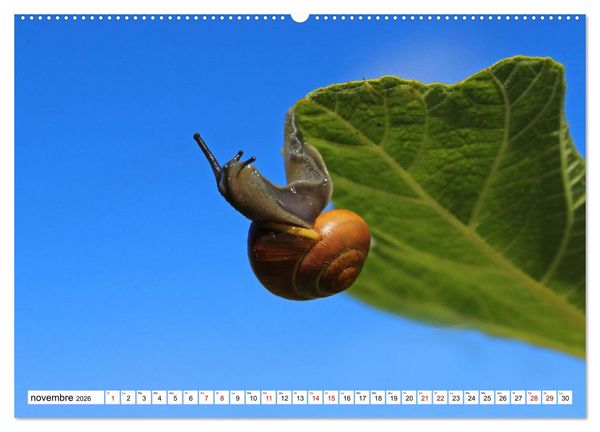 Produktbild: Admirons les escargots (Calendrier mural 2026 DIN A2 vertical) calendrier de bureau