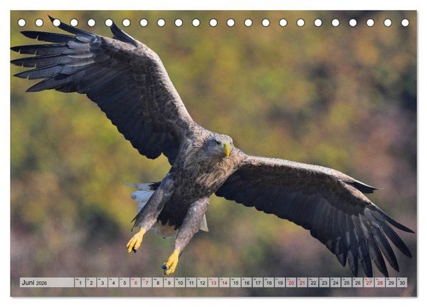 Produktbild: Majest&auml;tische Seeadler (Tischkalender 2026 DIN A5 quer), CALVENDO Monatskalender