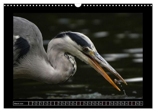 Produktbild: The heron parade (Wall Calendar 2026 DIN A3 landscape), CALVENDO 12 Month Wall Calendar