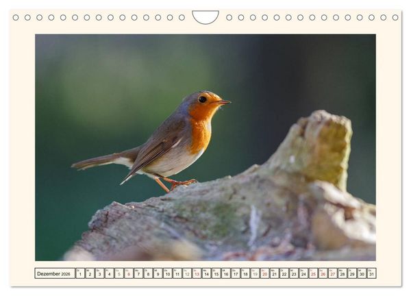 Produktbild: Gefiederte Sch&ouml;nheiten - Das Rotkehlchen (Wandkalender 2026 DIN A4 quer), CALVENDO Monatskalender