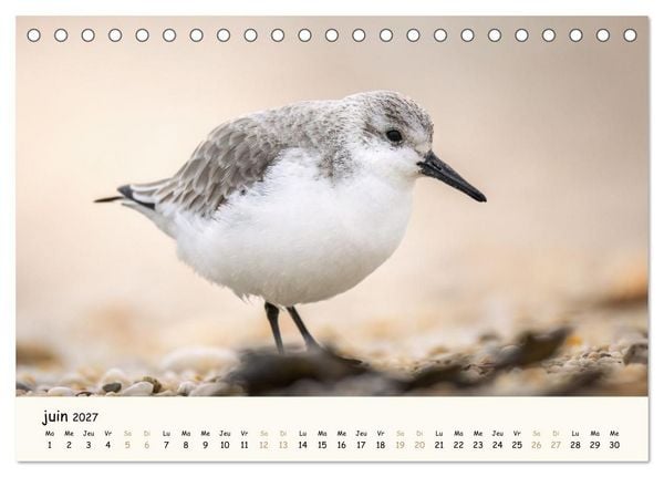 Produktbild: Esprit animal - Regards minimalistes (Calendrier de bureau 2027 DIN A5 vertical), CALVENDO calendrier mensuel