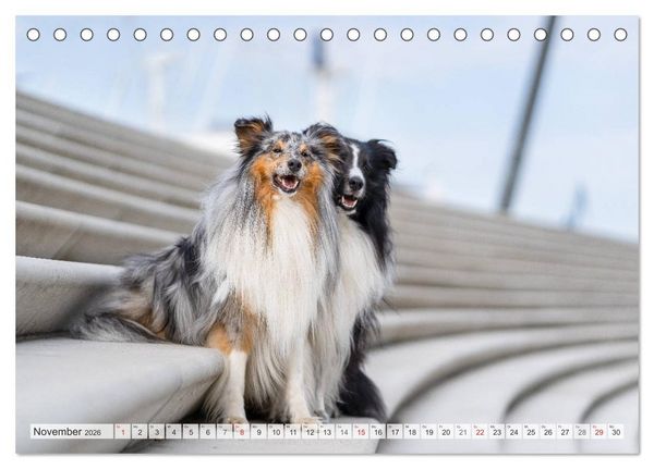 Produktbild: Hamburger Hafencity - Unterwegs mit den Shelties Finn und Louis (Tischkalender 2026 DIN A5 quer), CALVENDO Monatskalender