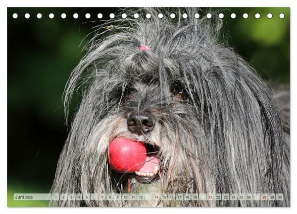 Produktbild: Tibet Terrier Theo (Tischkalender 2026 DIN A5 quer), CALVENDO Monatskalender
