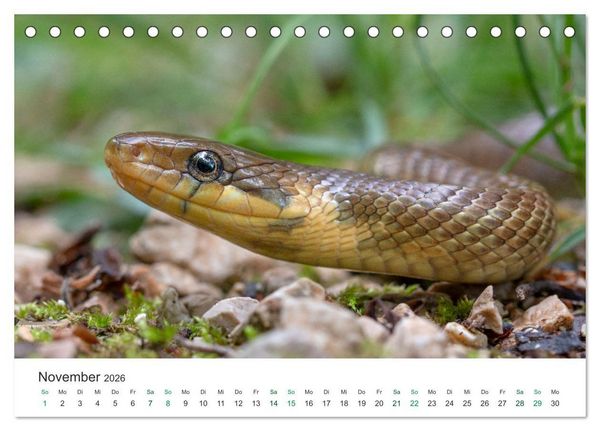 Produktbild: Schlangen - Portraits europ&auml;ischer Arten (Tischkalender 2026 DIN A5 quer), CALVENDO Monatskalender