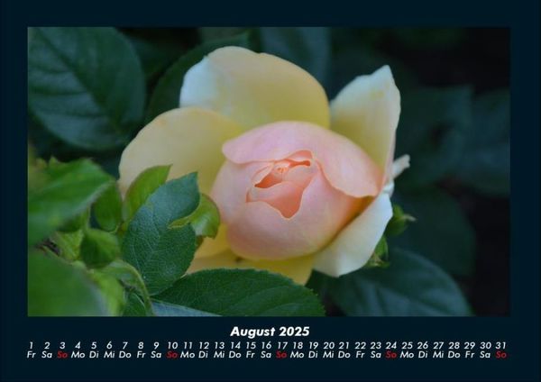Produktbild: Rosentraum 2025 Fotokalender DIN A4