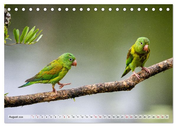 Produktbild: Phantastische Vogelwelt Costa Rica (Tischkalender 2026 DIN A5 quer), CALVENDO Monatskalender