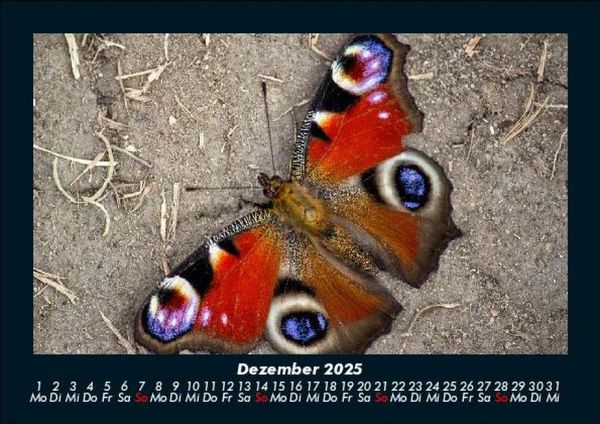 Produktbild: Bunte Pracht der Schmetterlinge 2025 Fotokalender DIN A5