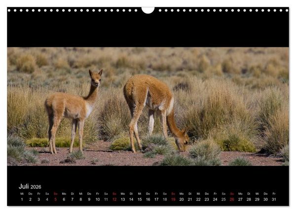 Produktbild: Peru & Bolivien - Land der Inka (Wandkalender 2026 DIN A3 quer), CALVENDO Monatskalender