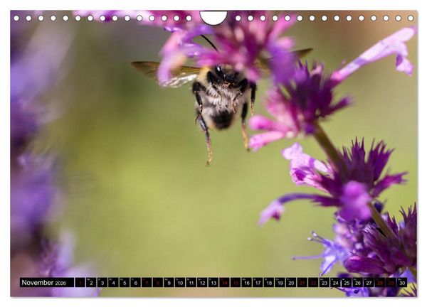Produktbild: Hummeln - Flugaufnahmen eines faszinierenden Insekts (Wandkalender 2026 DIN A4 quer), CALVENDO Monatskalender