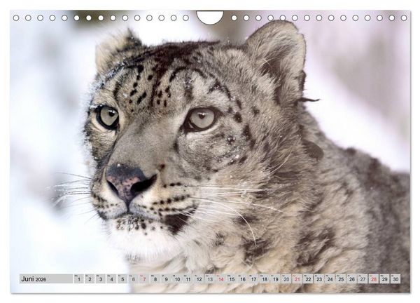 Produktbild: Schneeleoparden. Perfekte Raubkatzen-Sch&ouml;nheiten (Wandkalender 2026 DIN A4 quer), CALVENDO Monatskalender