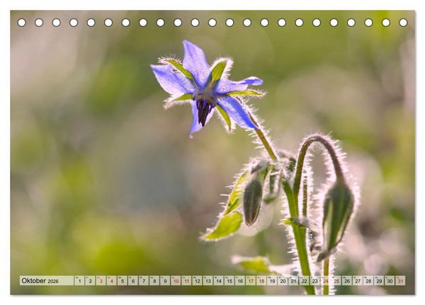 Produktbild: Wenn Bl&uuml;ten tr&auml;umen tanzt das Licht (Tischkalender 2026 DIN A5 quer), CALVENDO Monatskalender