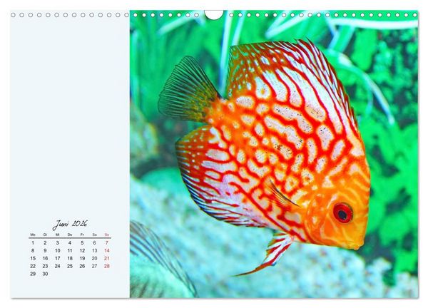 Produktbild: Diskusfische. Die bezaubernden Lieblinge vieler Aquarianer (Wandkalender 2026 DIN A3 quer), CALVENDO Monatskalender