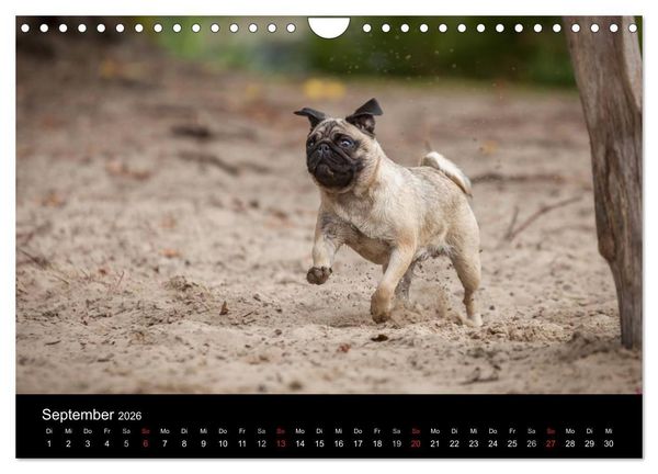 Produktbild: Vermopst durchs Jahr (Wandkalender 2026 DIN A4 quer), CALVENDO Monatskalender