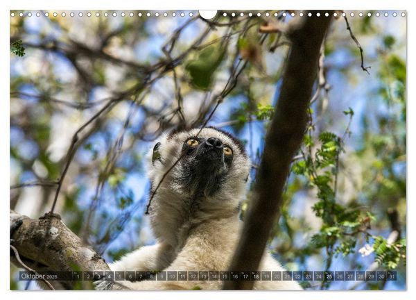 Produktbild: Tierisches Madagaskar (Wandkalender 2026 DIN A3 quer), CALVENDO Monatskalender