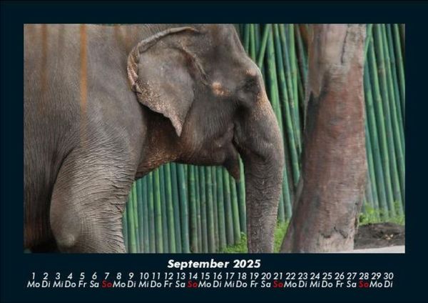 Produktbild: Elefanten - Die sanften Riesen Afrikas 2025 Fotokalender DIN A5