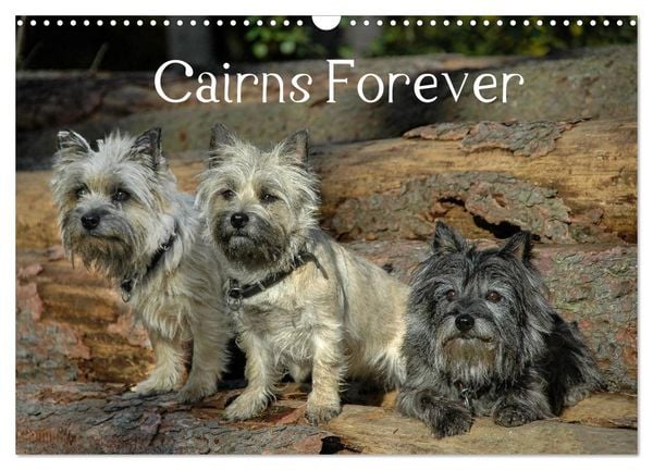 Produktbild: Cairns Forever (Wandkalender 2026 DIN A3 quer), CALVENDO Monatskalender