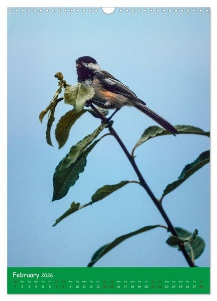 Produktbild: Our wild nature, American birds (Wall Calendar 2026 DIN A3 portrait), CALVENDO 12 Month Wall Calendar