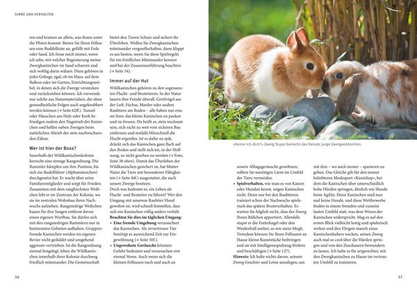 Produktbild: Liebenswerte Zwergkaninchen
