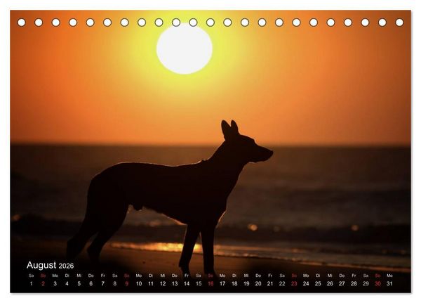 Produktbild: Malinois lieben Wasser (Tischkalender 2026 DIN A5 quer), CALVENDO Monatskalender