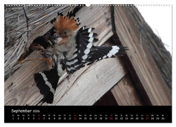Produktbild: Naturjuwelen - Neusiedler See (Wandkalender 2026 DIN A2 quer), CALVENDO Monatskalender