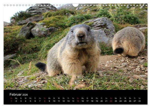 Produktbild: Murmeltiere (Wandkalender 2026 DIN A3 quer), CALVENDO Monatskalender