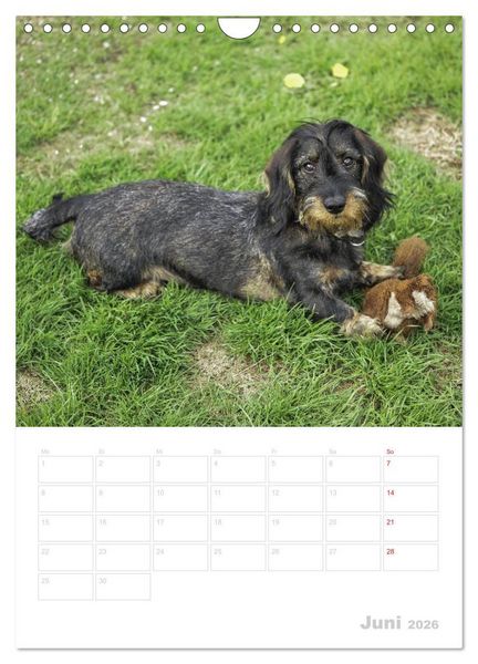 Produktbild: Der Dackel - mein kleiner Freund (Wandkalender 2026 DIN A4 hoch), CALVENDO Monatskalender
