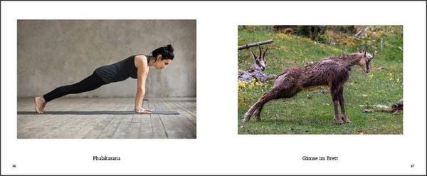 Produktbild: Tiere machen Yoga