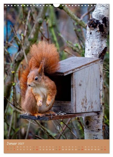 Produktbild: Unsere Eichh&ouml;rnchen - Naturmomente aus dem heimischen Garten (Wandkalender 2027 DIN A3 hoch), CALVENDO Monatskalender