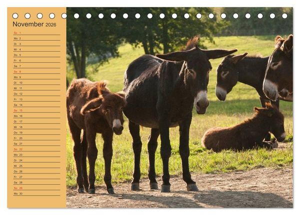 Produktbild: Gro&szlig;esel an der Loreley (Tischkalender 2026 DIN A5 quer), CALVENDO Monatskalender