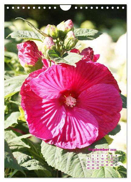 Produktbild: Malvenbl&uuml;te (Wandkalender 2026 DIN A4 hoch), CALVENDO Monatskalender