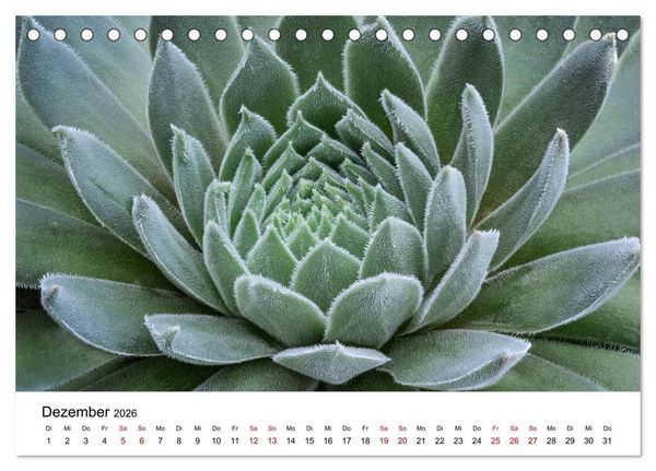 Produktbild: Sukkulenten Galerie (Tischkalender 2026 DIN A5 quer), CALVENDO Monatskalender