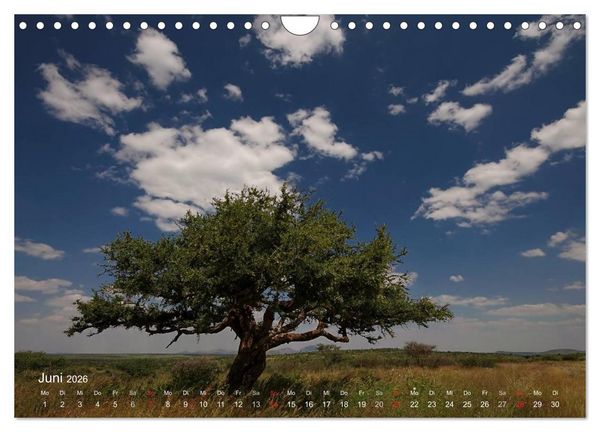 Produktbild: Afrikanische B&auml;ume (Wandkalender 2026 DIN A4 quer), CALVENDO Monatskalender