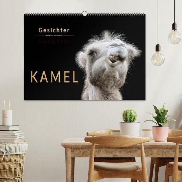 Produktbild: Kamel Gesichter (Wandkalender 2026 DIN A2 quer), CALVENDO Monatskalender